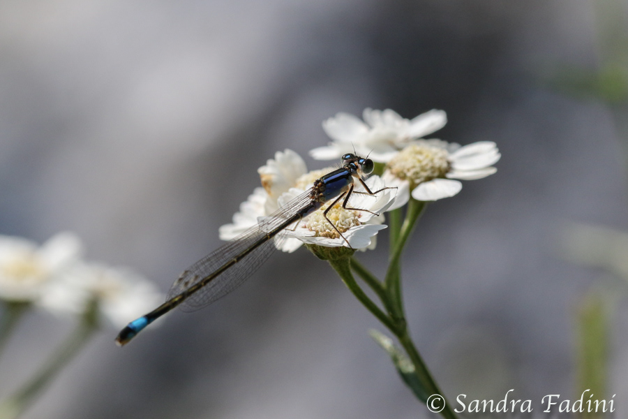 Große Pechlibelle (Ischnura elegans) 05