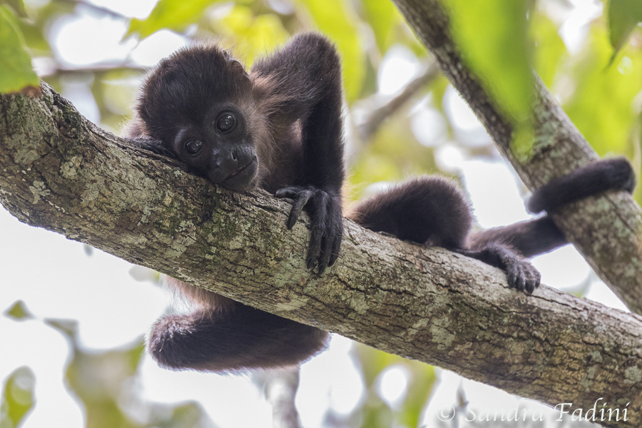Mantelbrüllaffe (Alouatta palliata) 07 - Jungtier (Costa Rica)