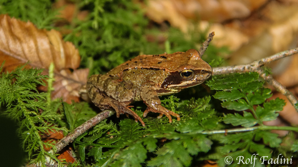 Springfrosch (Rana dalmatina) 01