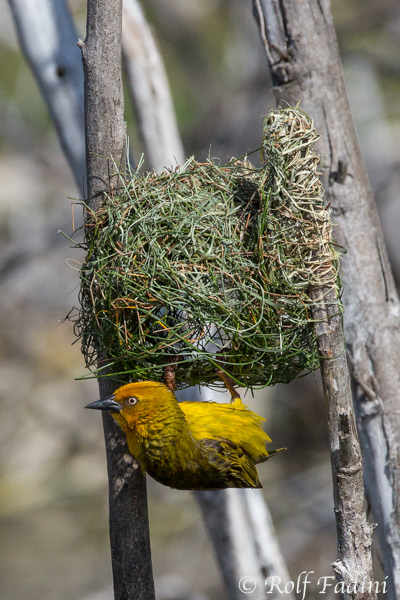 Kapweber (Ploceus capensis) 04 - Männchen am Nest (Südafrika)