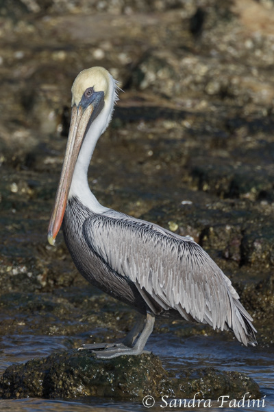Braunpelikan (Pelecanus occidentalis) 02 - Costa Rica