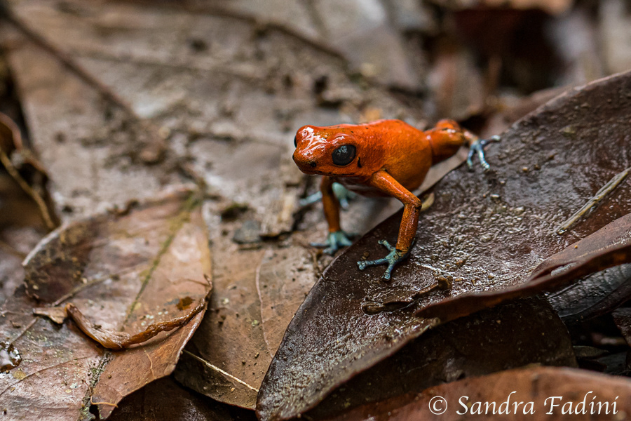 Erdbeerfröschchen (Oophaga pumilio) 03 - Costa Rica