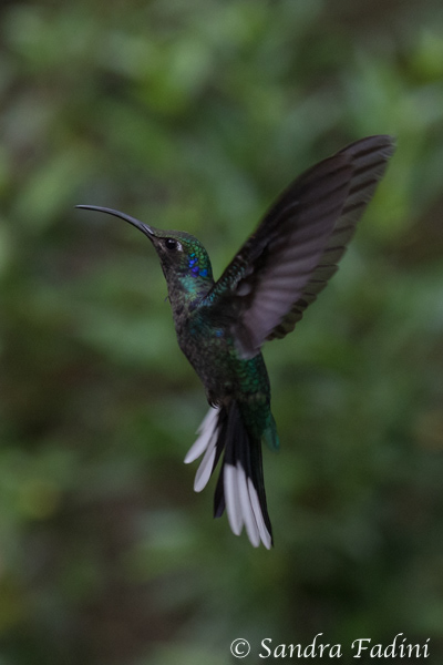Violettdegenflügel (Campylopterus hemileucurus) 03 - Costa Rica
