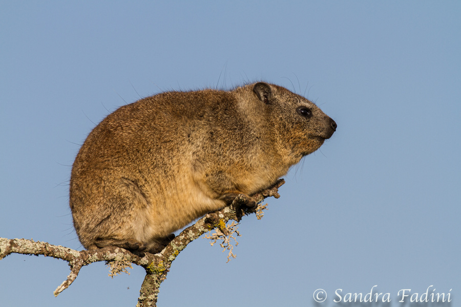 Klippschliefer (Procavia capensis) - Südafrka