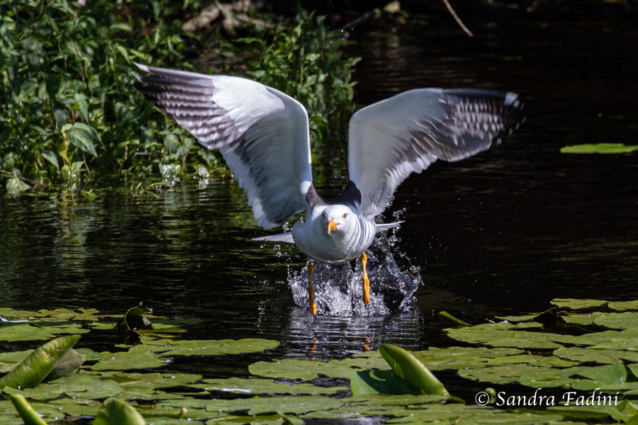 Heringsmöwe (Larus fuscus) 05 - nach dem Wasserbad