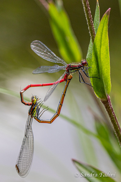 Frühe Adonislibelle (Pyrrhosoma nymphula) 02 - Paarungsrad