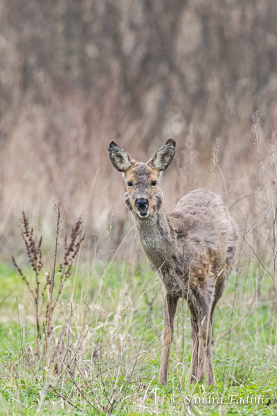 Reh (Capreolus capreolus) 09 - im Frühjahrsfellwechsel