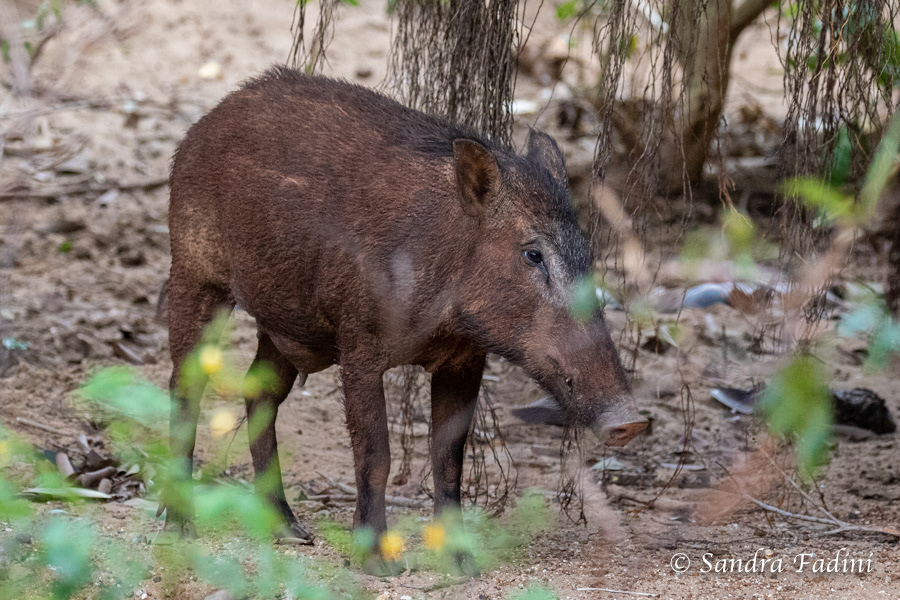 Wildschwein (Sus scrofa) - Weibchen (Sri Lanka) 