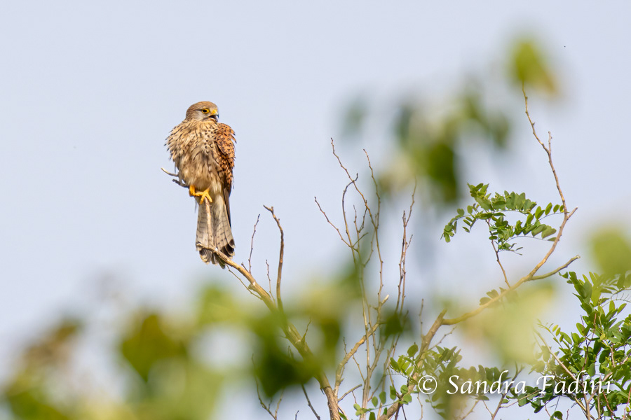 Turmfalke (Falco tinnunculus) 01