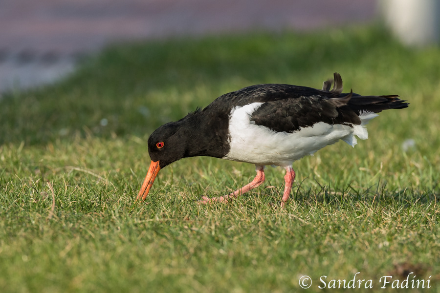 Austernfischer (Haematopus ostralegus) 08