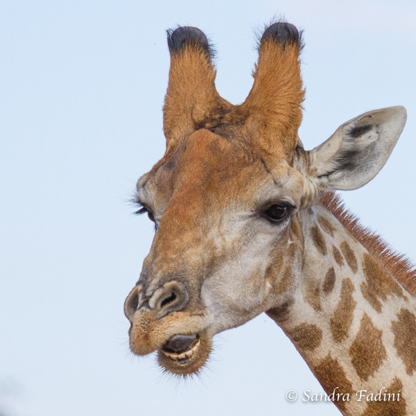 Angola-Giraffe (Giraffa giraffa angolensis) 03 - Namibia