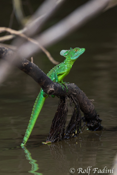 Stirnlappenbasilisk (Basiliscus plumifrons) 02 - Jungtier (Costa Rica)