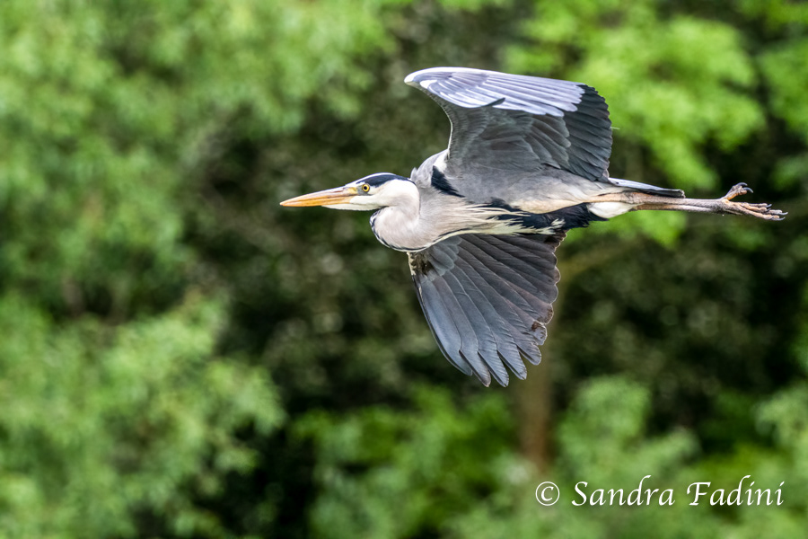 Graureiher (Ardea cinerea) 02 - im Flug