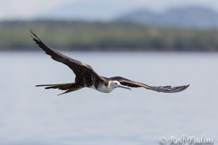 Prachtfregattvogel (Fregata magnificens) 01 - Costa Rica