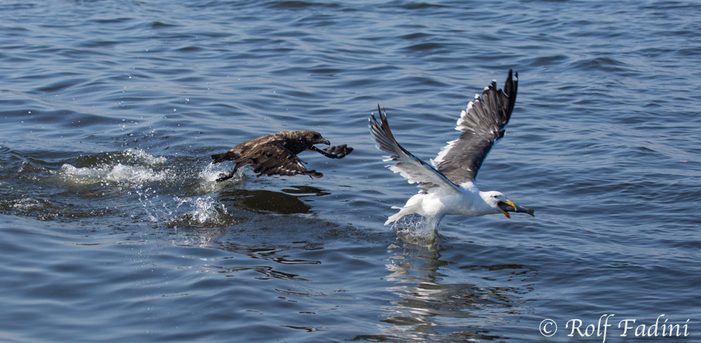 Braune Scua (Catharacta antarctica) 01 - jagt Dominikanermöwe (Larus dominicanus) Namibia