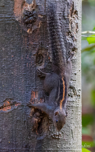 Layard-Palmenhörnchen (Funambulus layardi) 01 - Sri Lanka