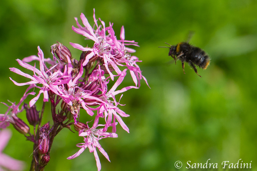 Steinhummel (Bombus lapidarius) 02 - im Flug