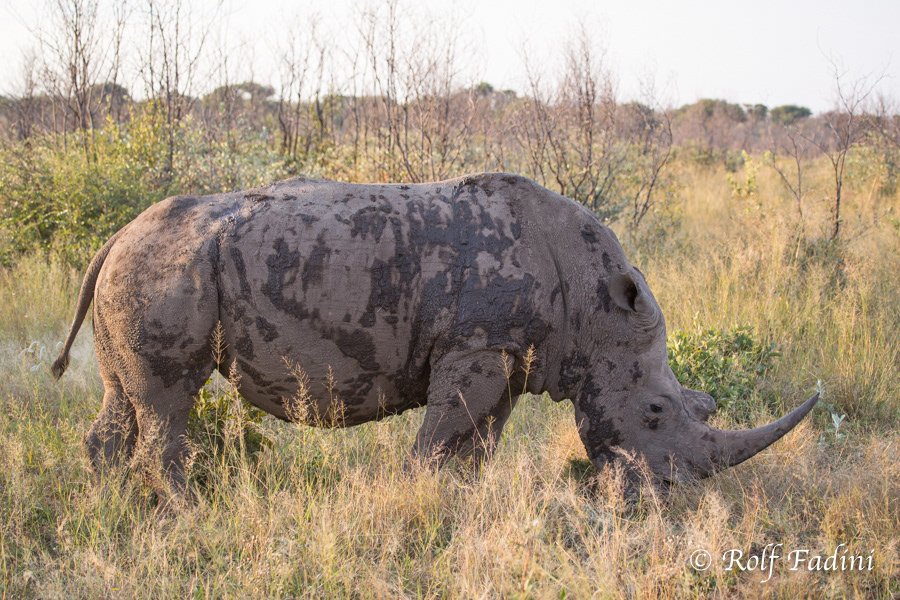 Breitmaulnashorn (Ceratotherium simum) 02 - Namibia