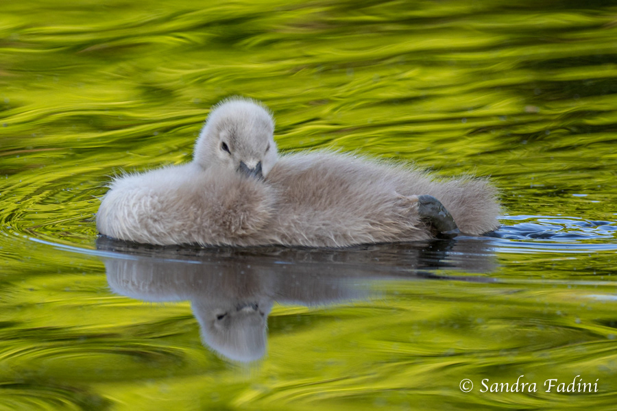 Höckerschwan (Cygnus olor) 17 - Jungtier