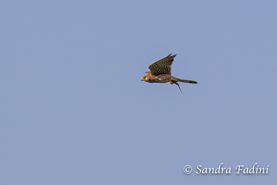 Turmfalke (Falco tinnunculus) 12 - Weibchen im Flug