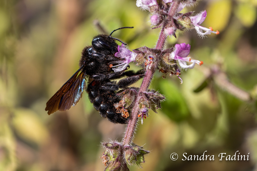 Große Holzbiene (Xylocopa violacea) 03