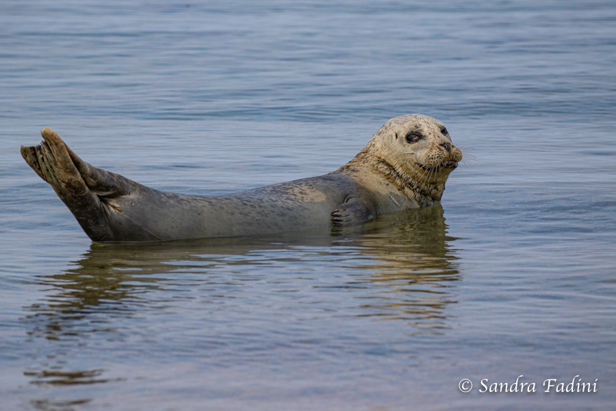 Seehund (Phoca vitulina) 01 - im Wasser