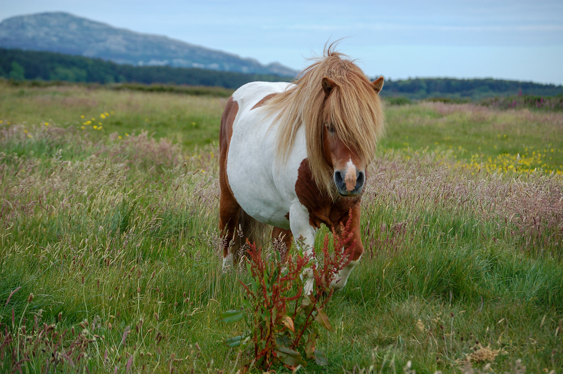 Pony Angelsey
