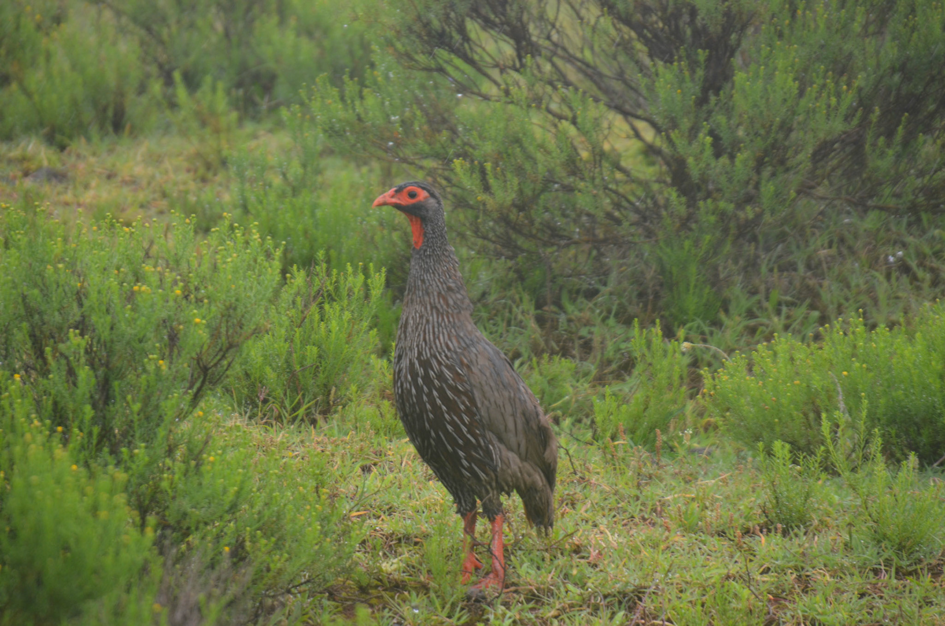 Swanson's Francolin