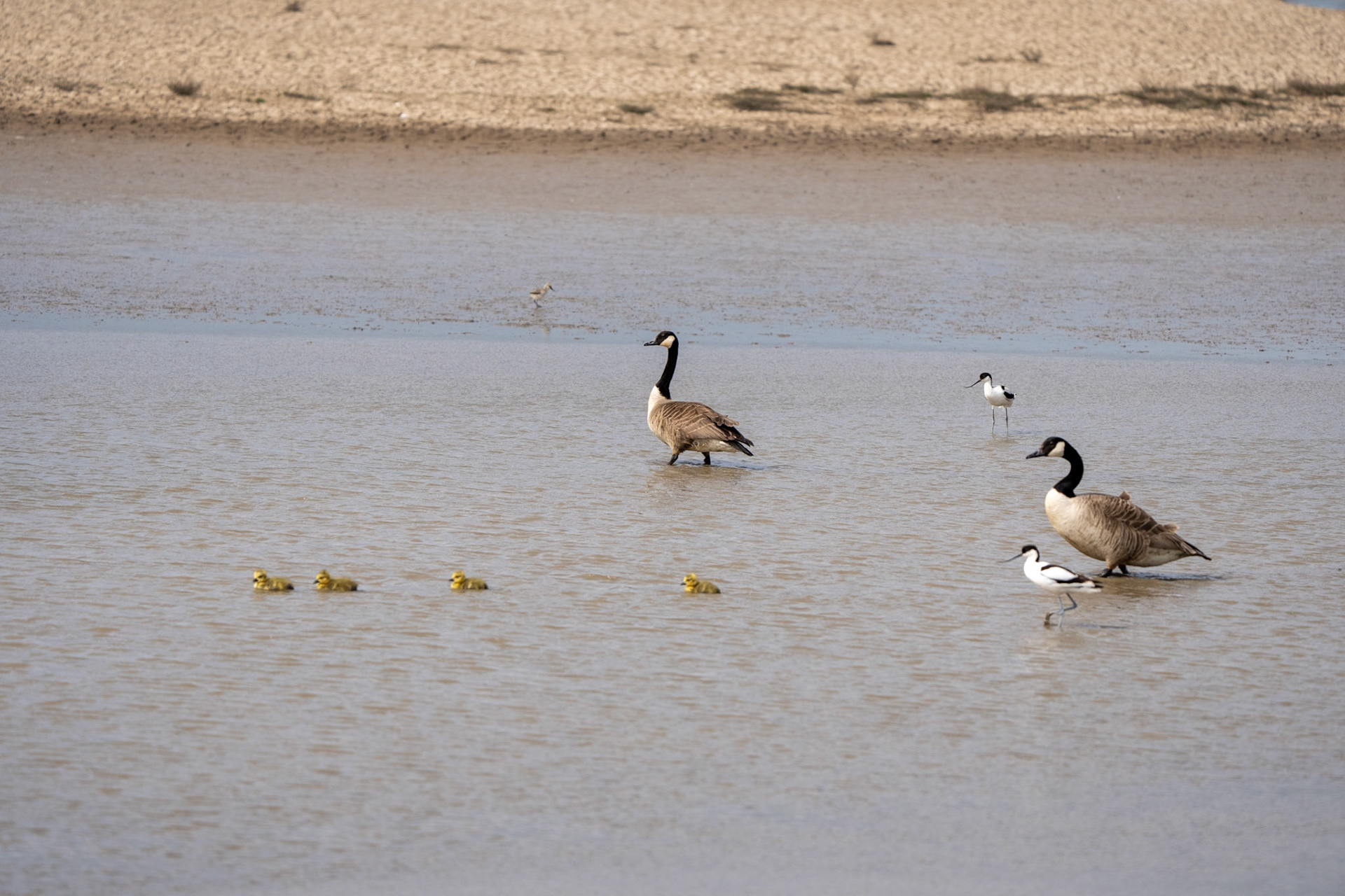 Avocet chicks, Avocet, Canada geese, goslings
