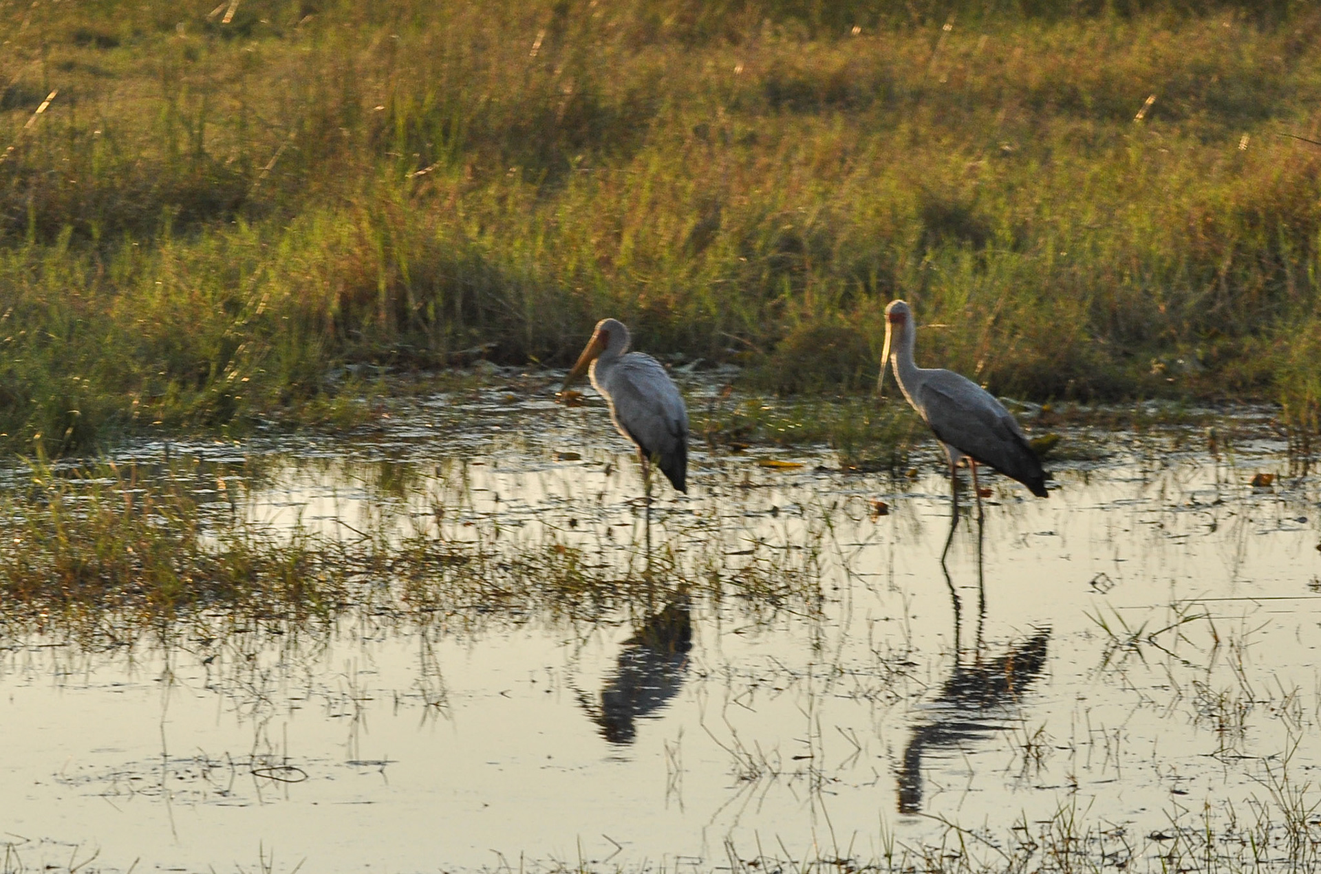 Yellow billed stork