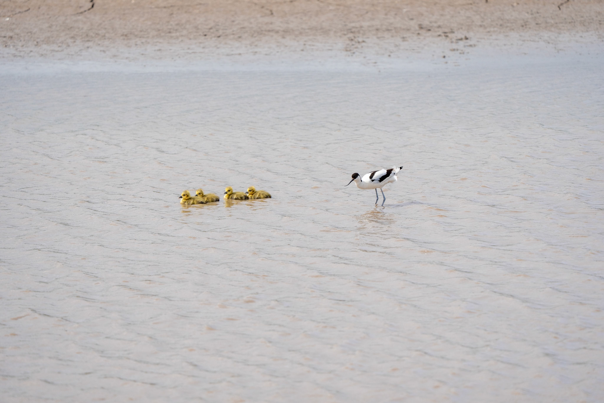 Avocet, goslings