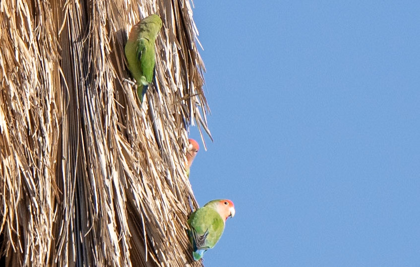 Rosy-faced lovebird