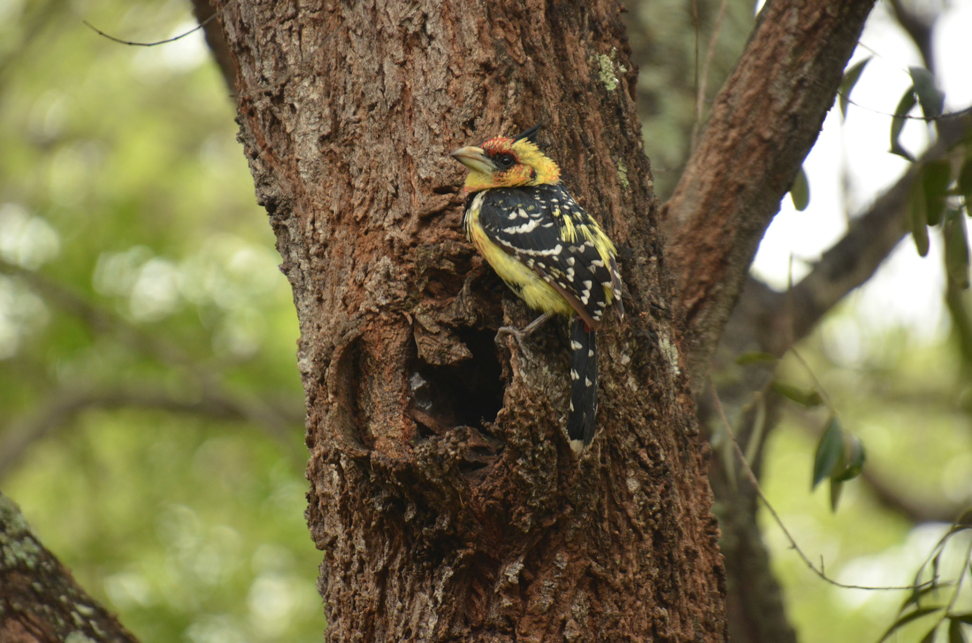 Crested Barbet