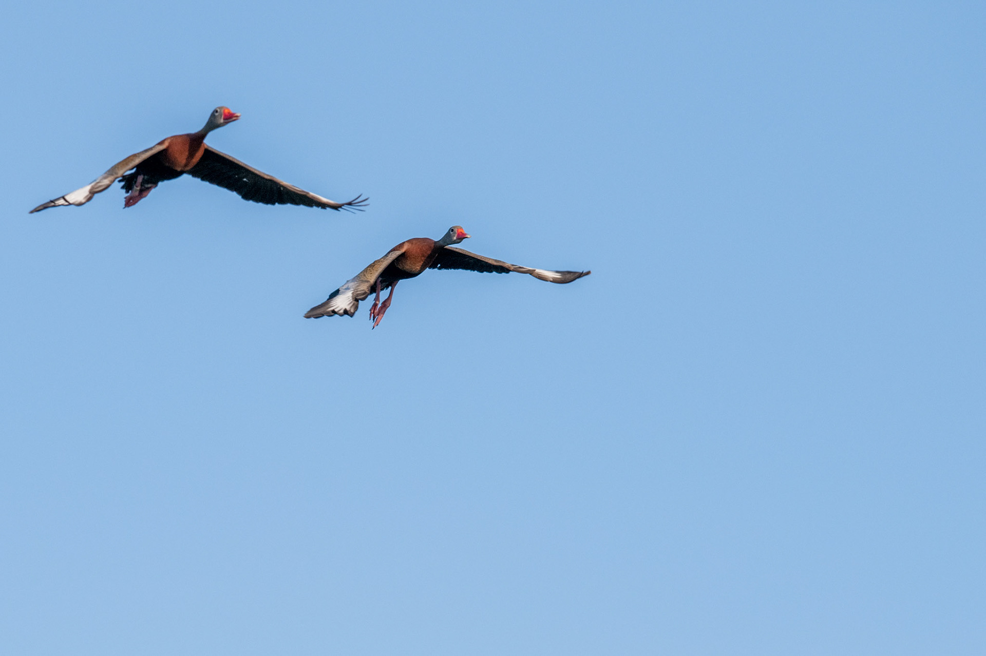 Black-bellied whistling duck