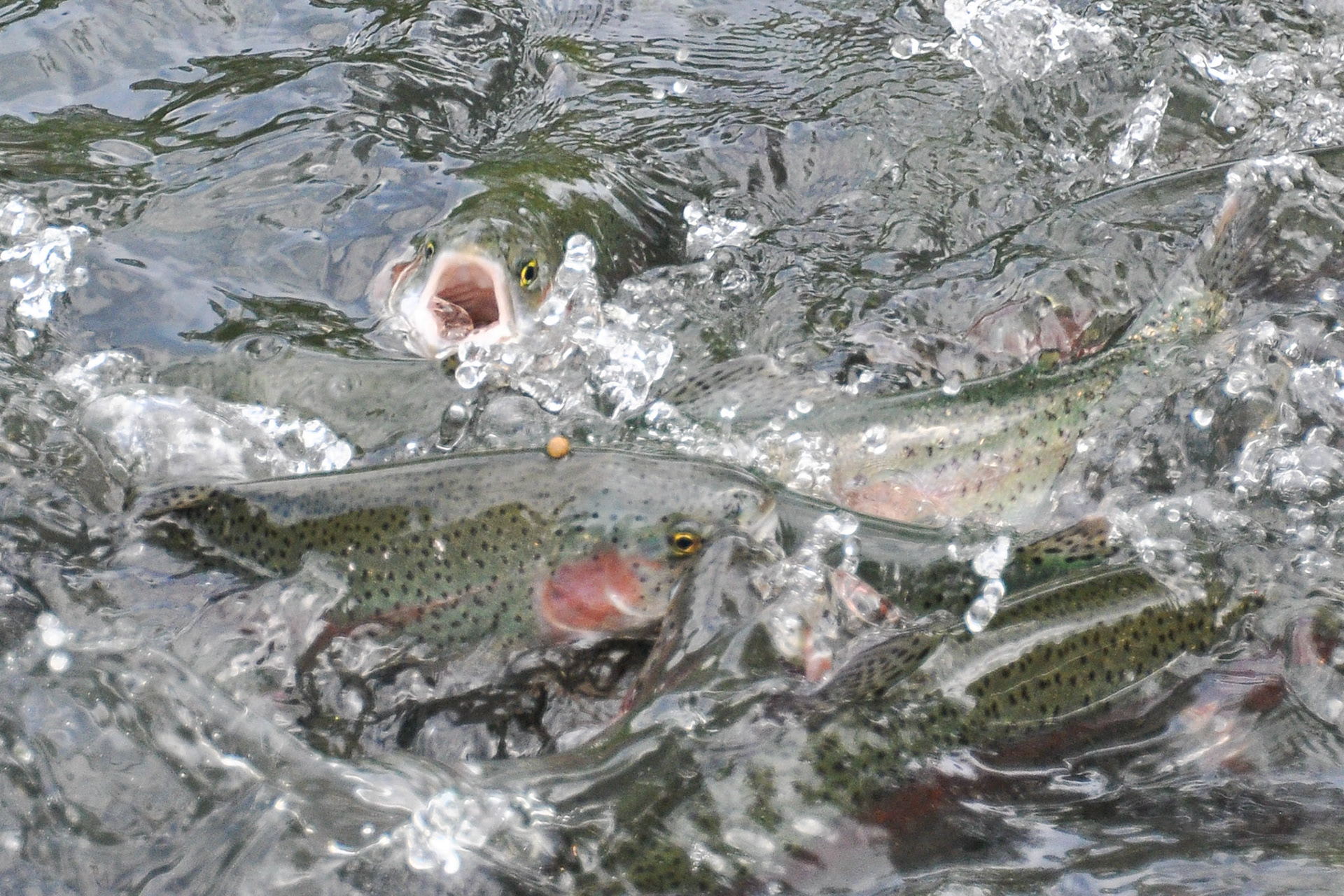 Trout farm