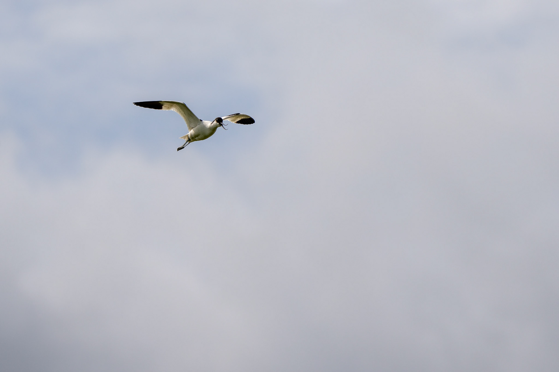 Avocet