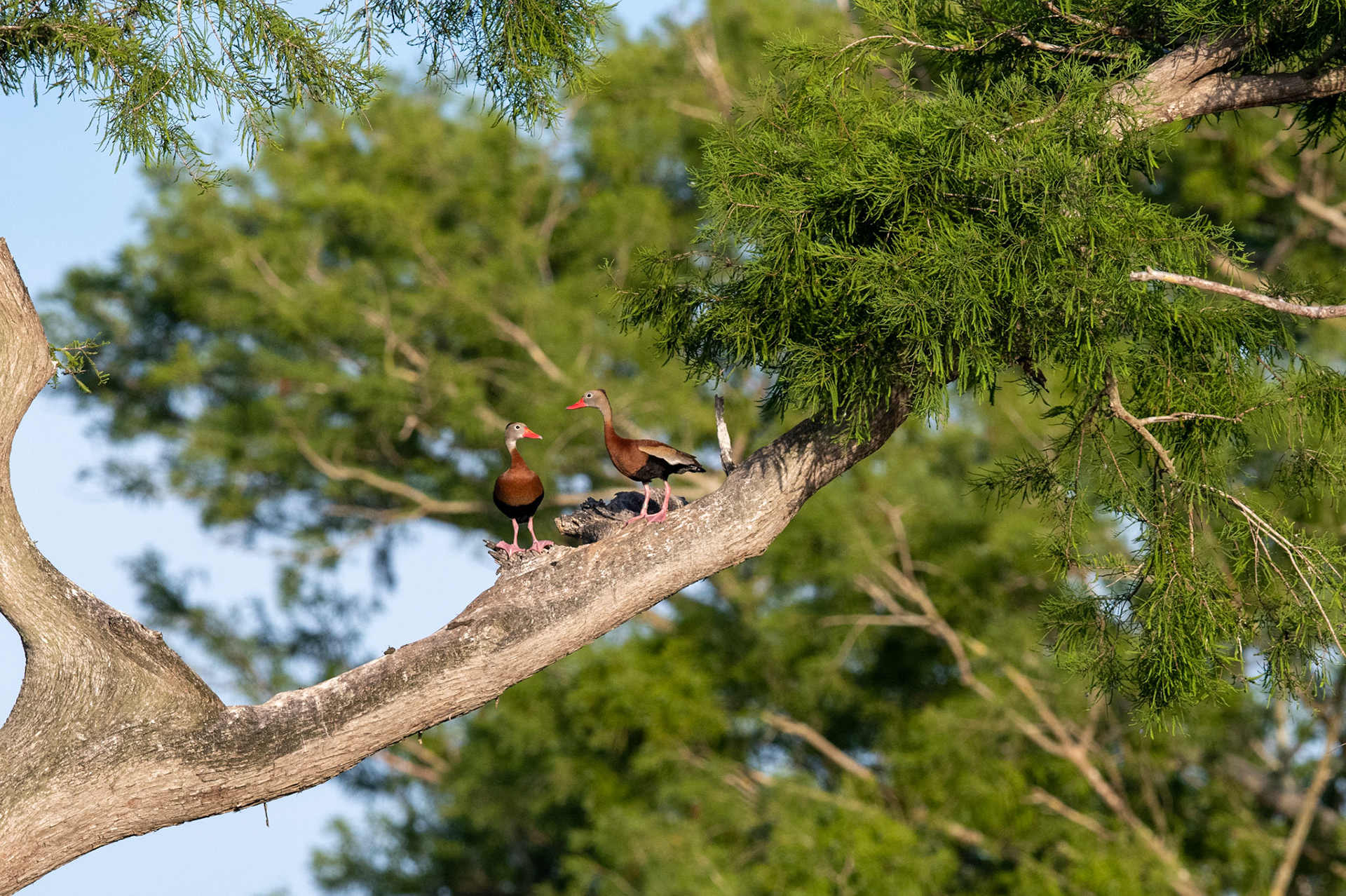 Black-bellied whistling duck