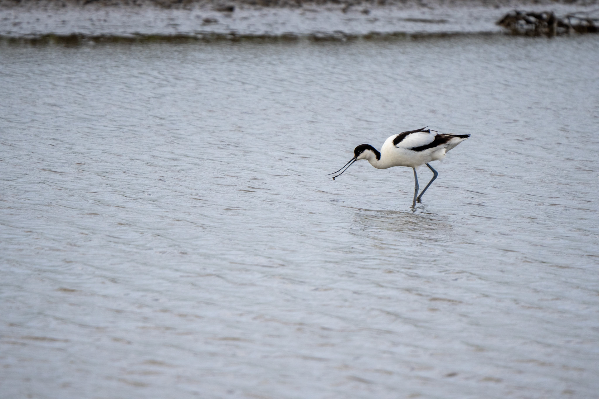 Avocet