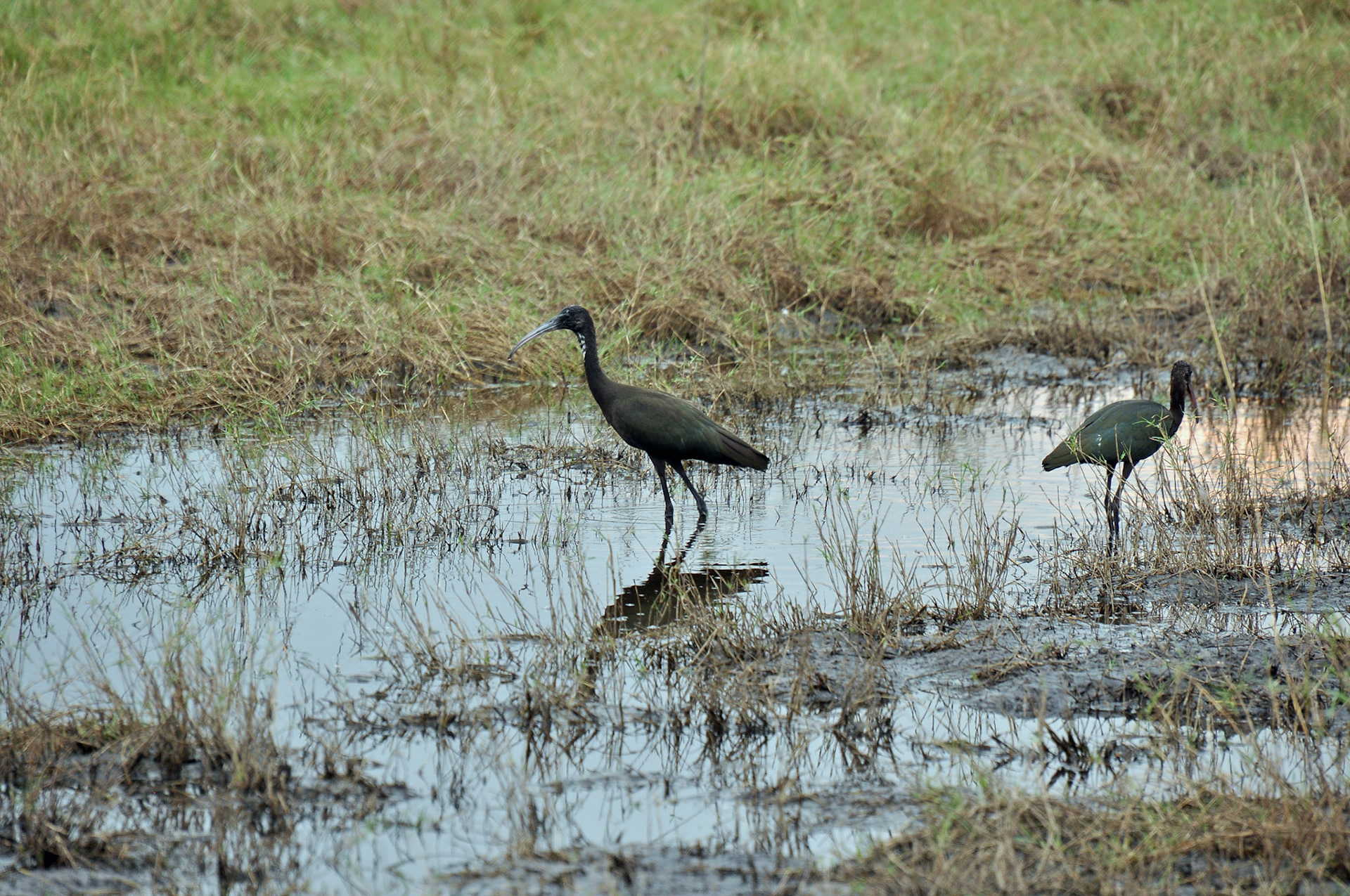 Glossy ibis