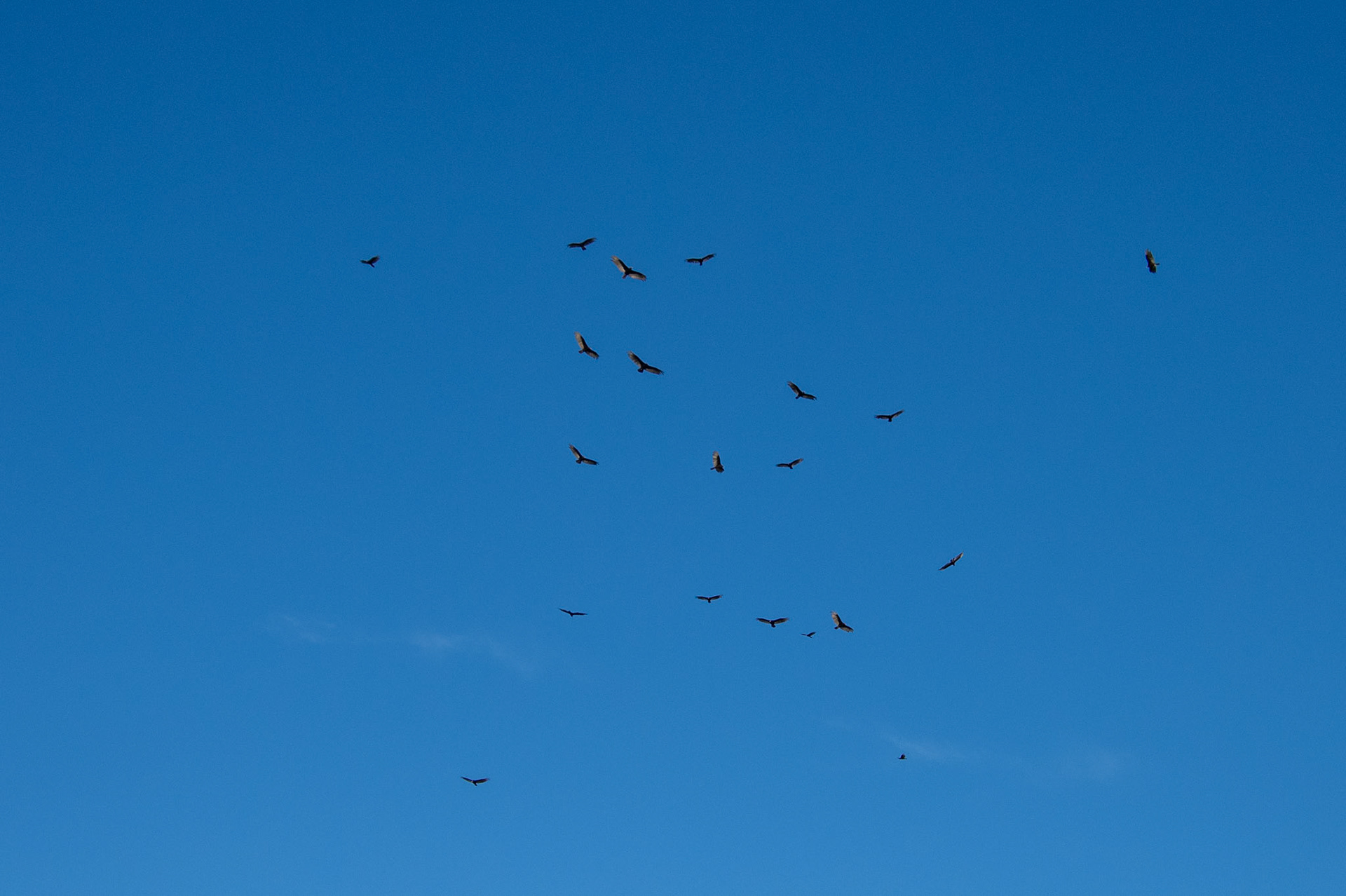 Black vultures