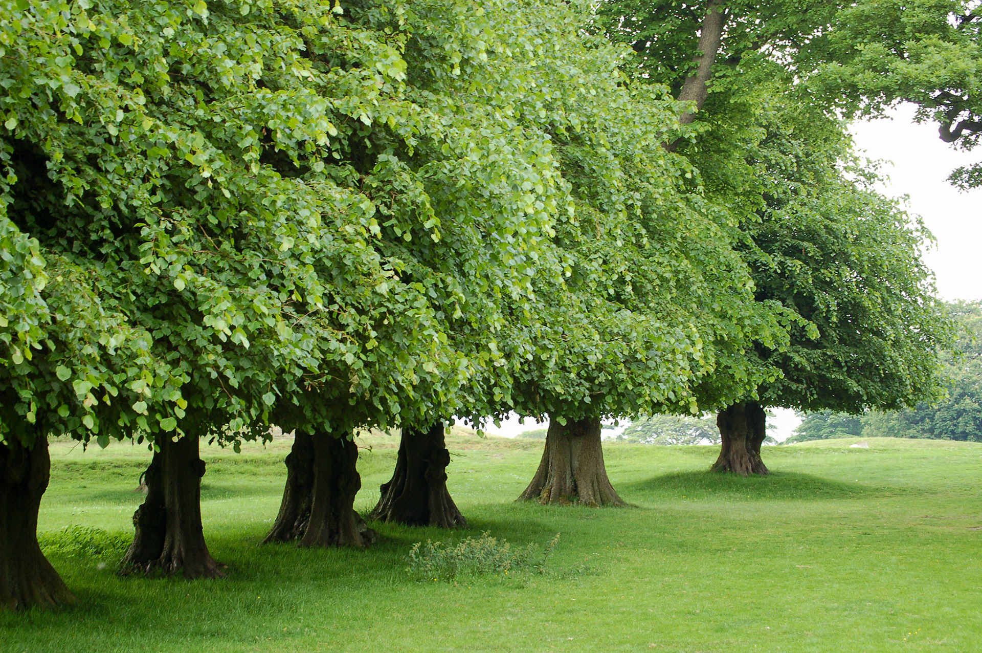 Lyme Park