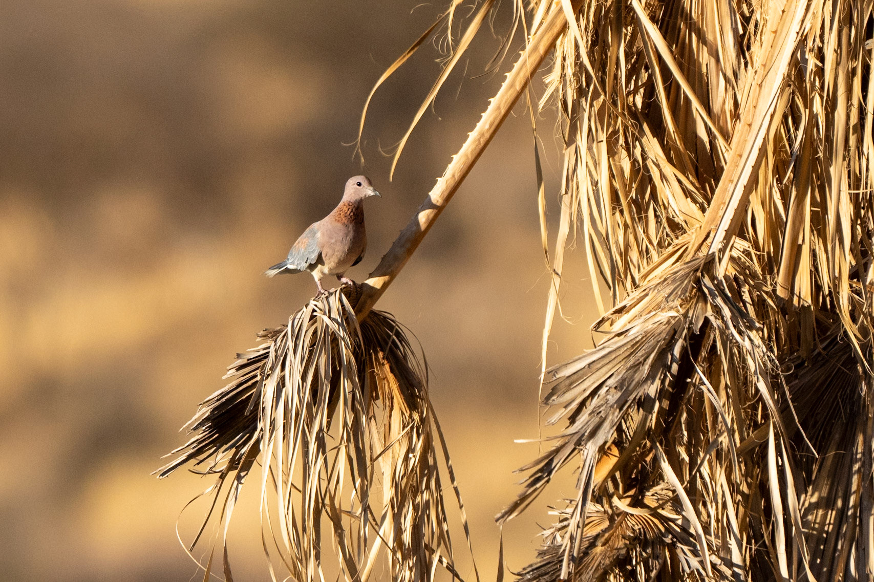 Laughing dove
