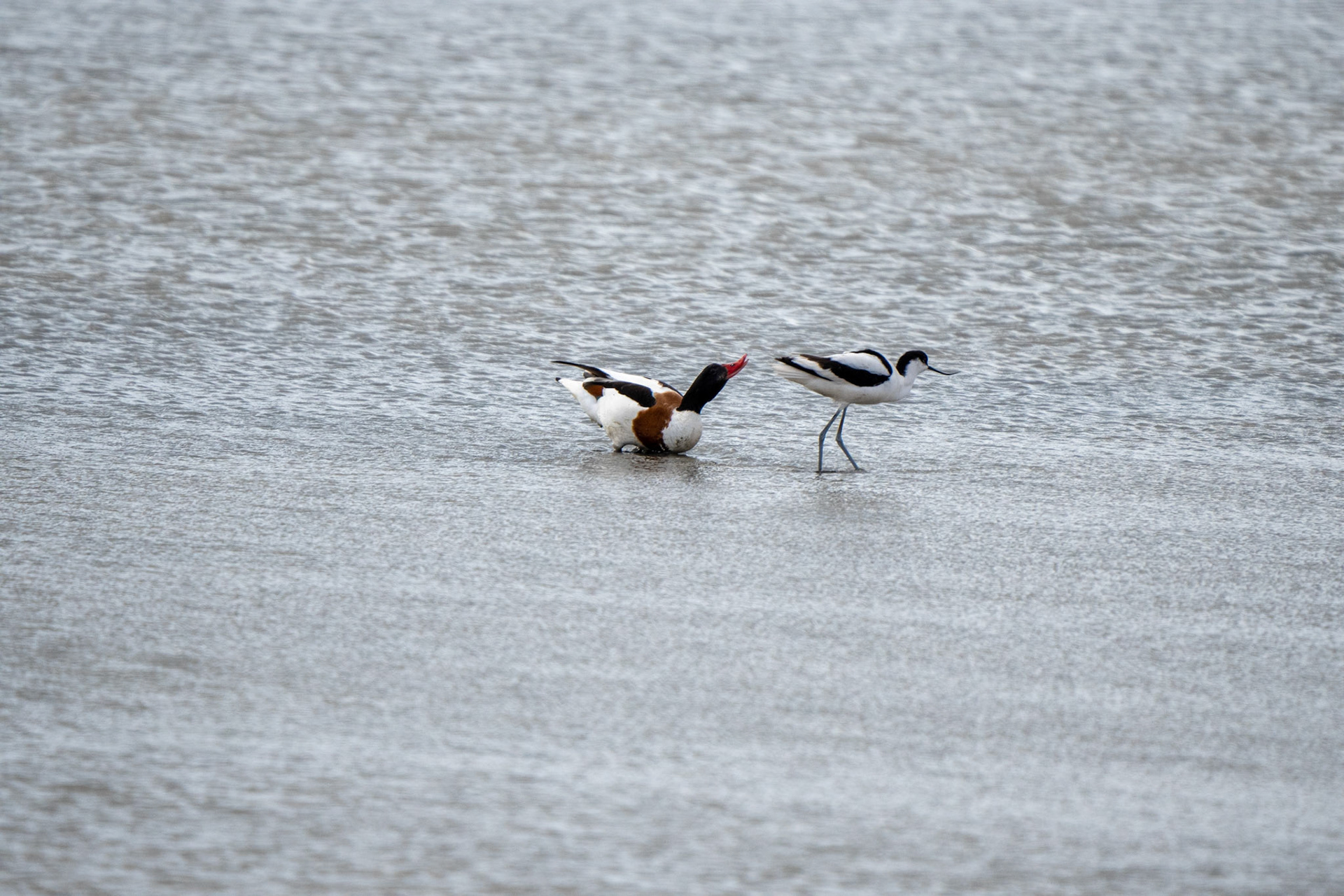 Avocet, Shelduck