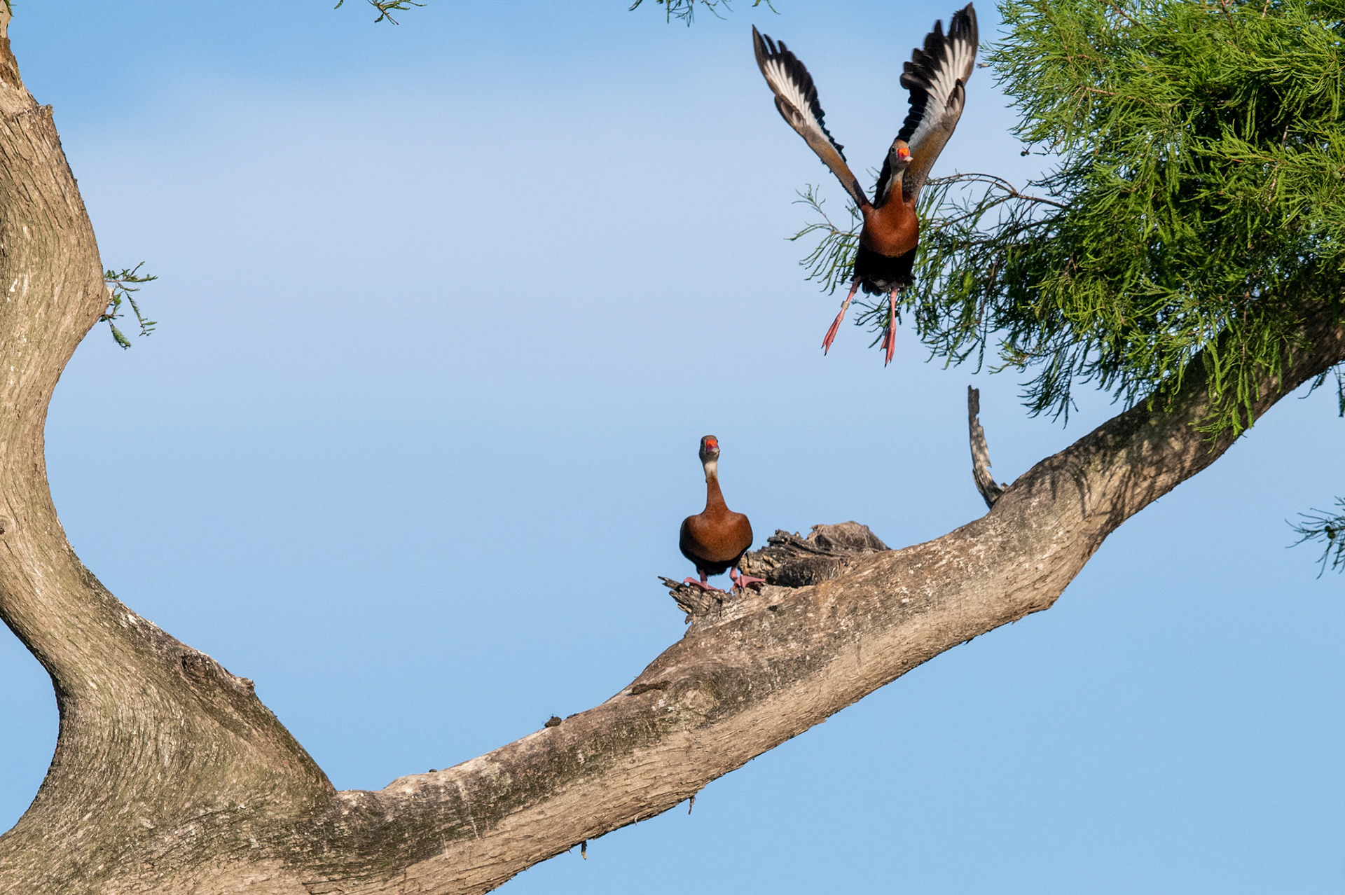 Black-bellied whistling duck
