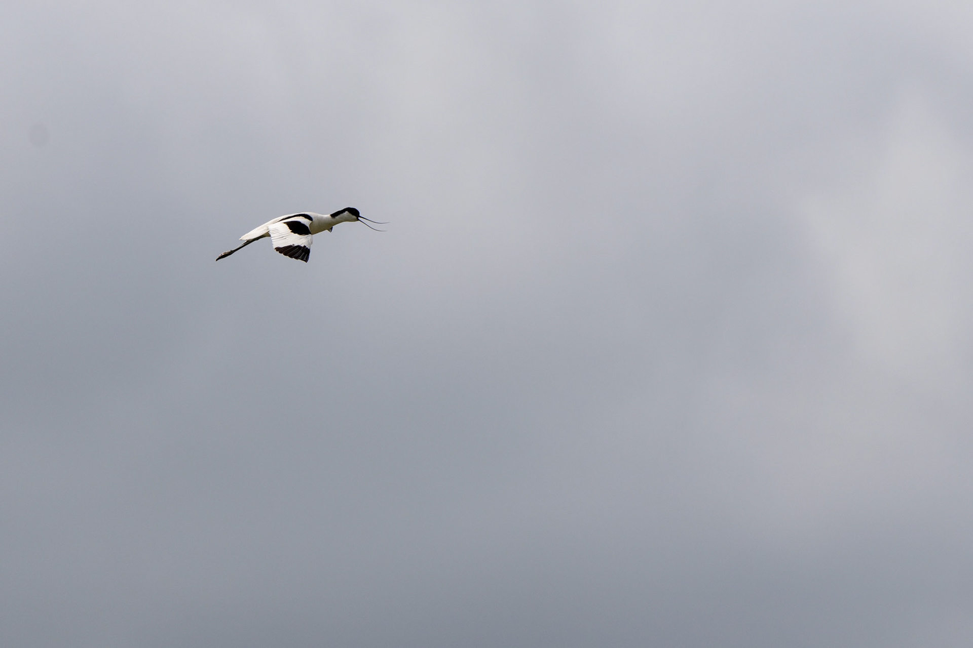 Avocet