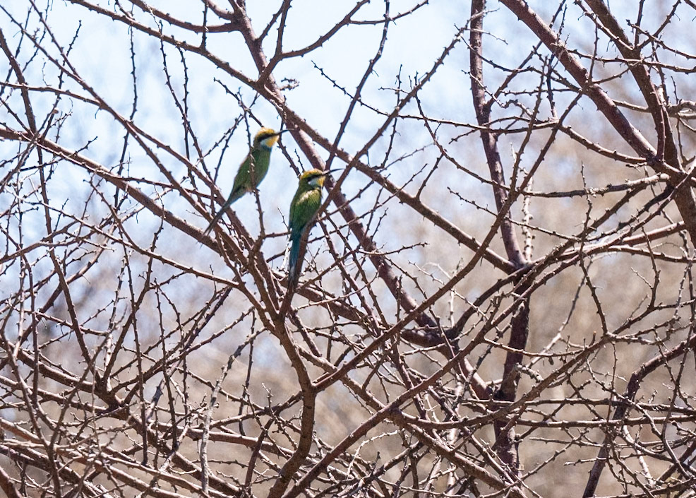 Swallow-tailed bee-eater