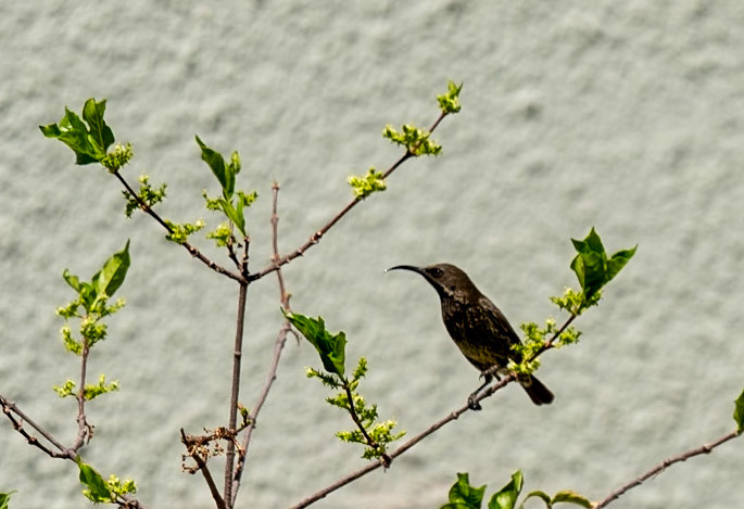 Dusky sunbird
