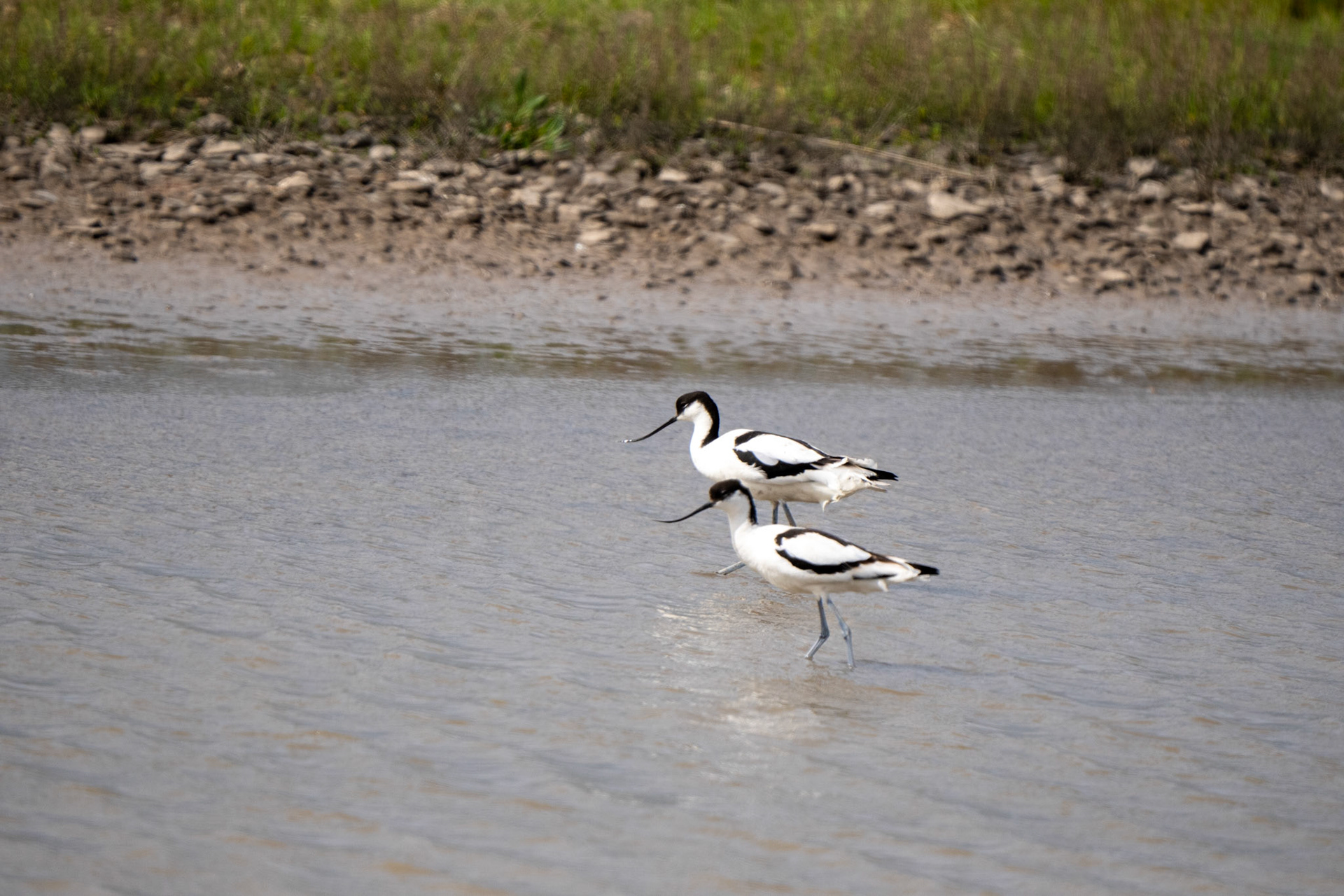 Avocet