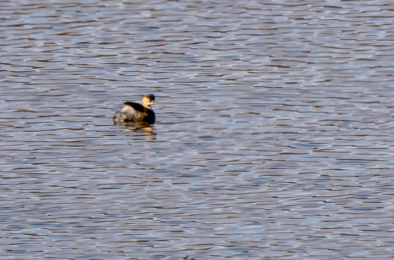 little grebe