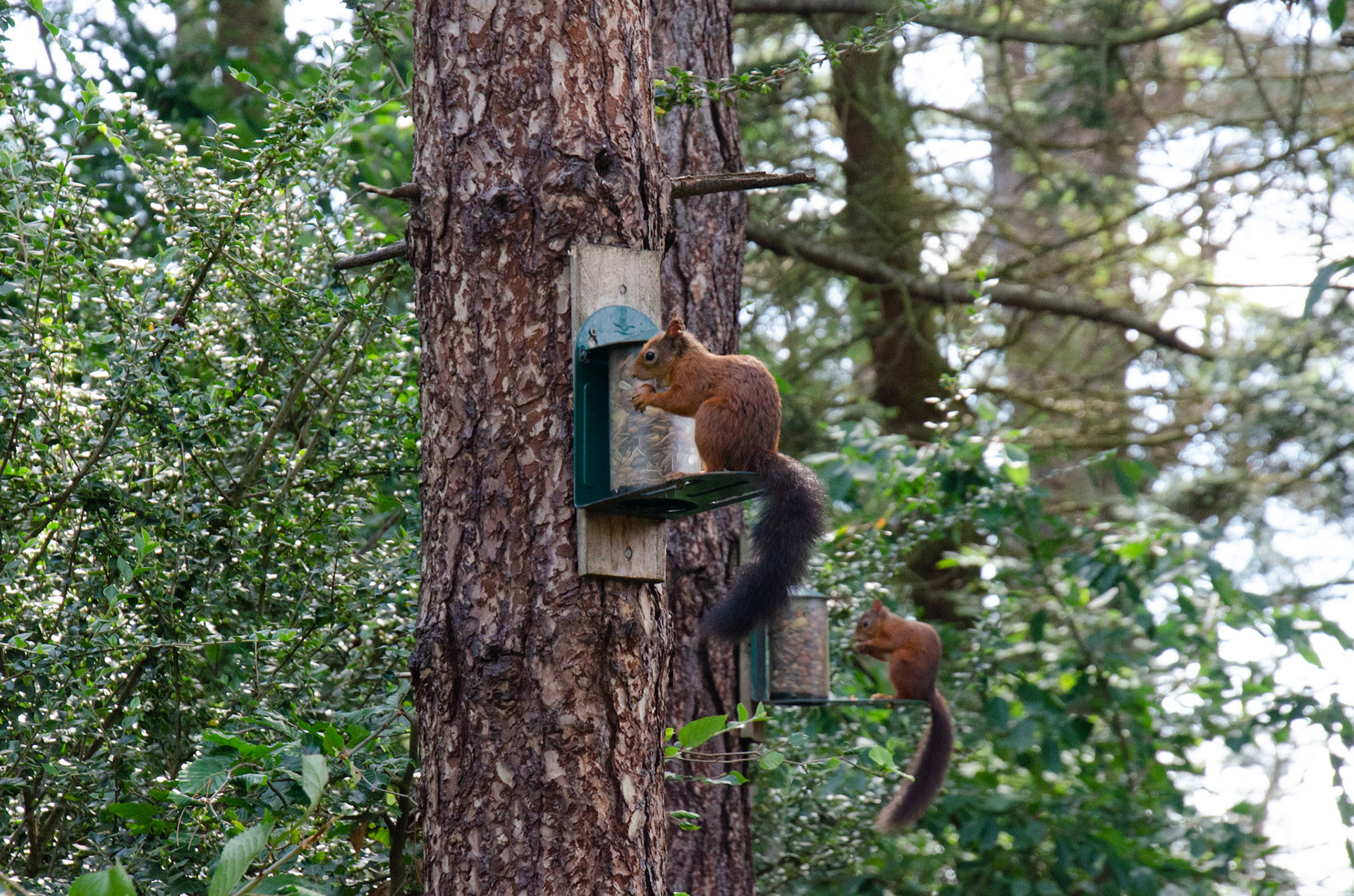 Red squirrel